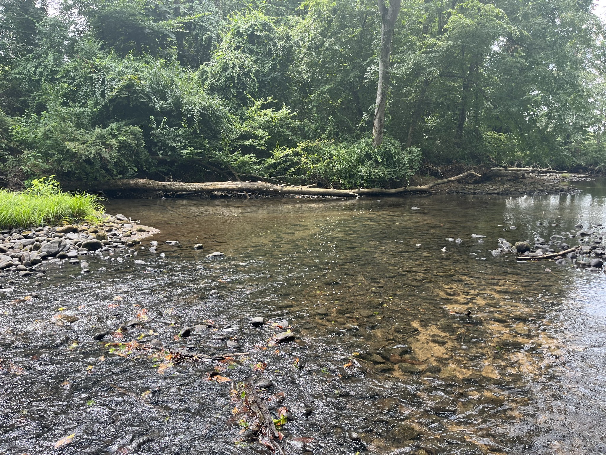 0 Hills Creek Road McMinnville, TN 37110 - Photo 4 of 16 a view of a lake with a forest
