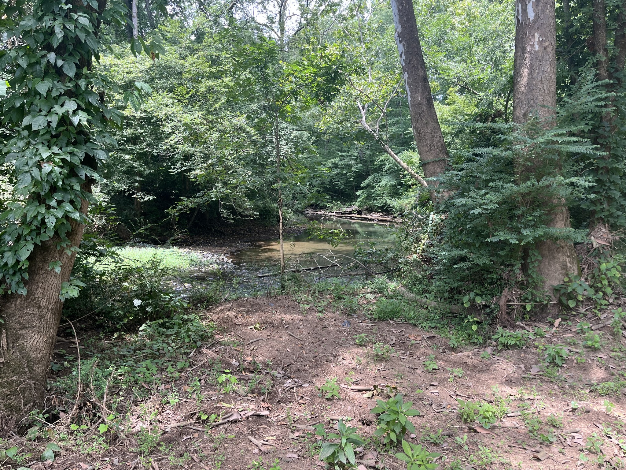 0 Hills Creek Road McMinnville, TN 37110 - Photo 6 of 16 a view of a forest with trees in the background