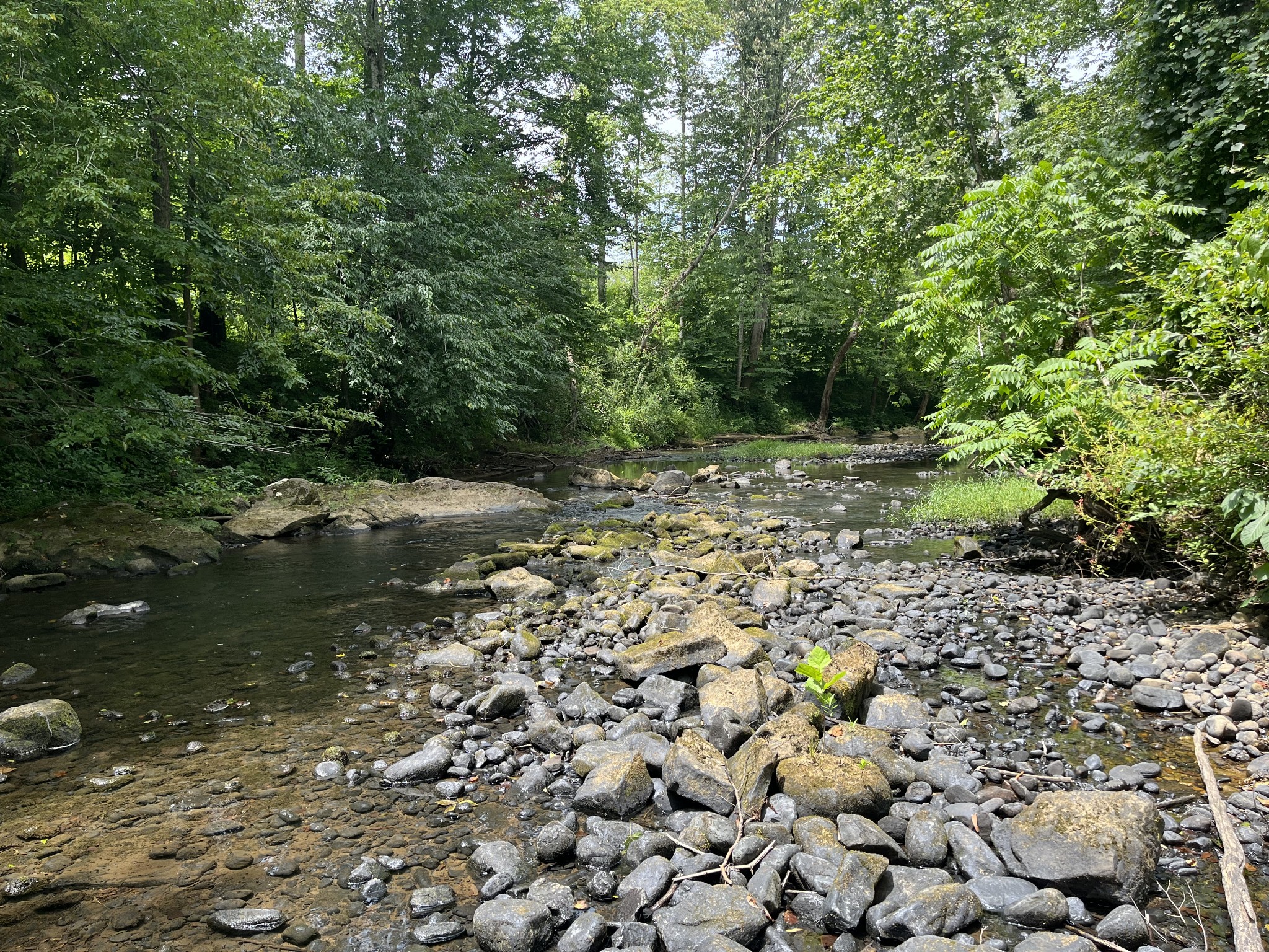 0 Hills Creek Road McMinnville, TN 37110 - Photo 9 of 16 a view of a water pond with lots of trees