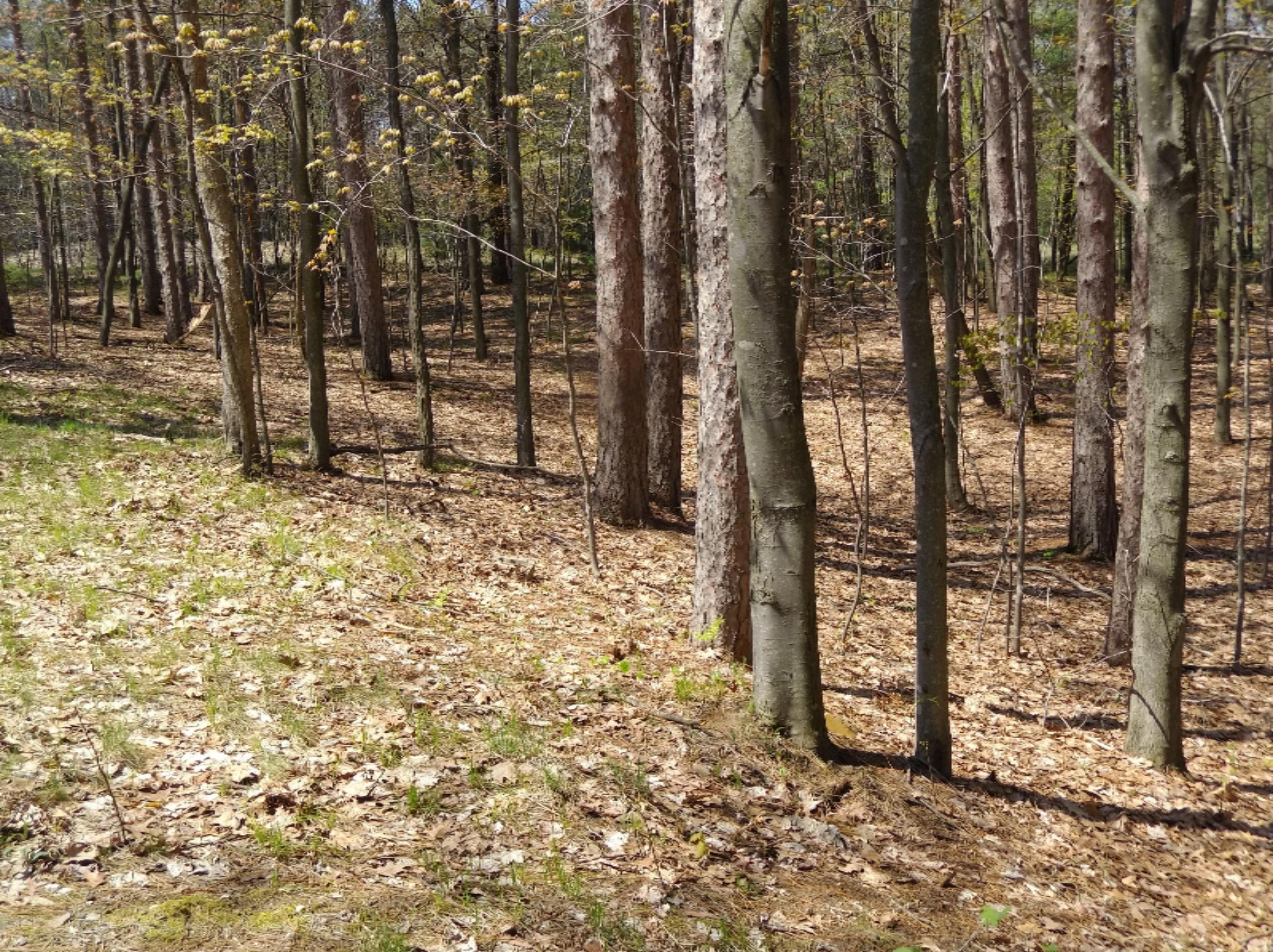 Lot 2 West Oak Ridge Road Ludington, MI 49431 - Photo 3 of 4 IMG_20180515_131732194