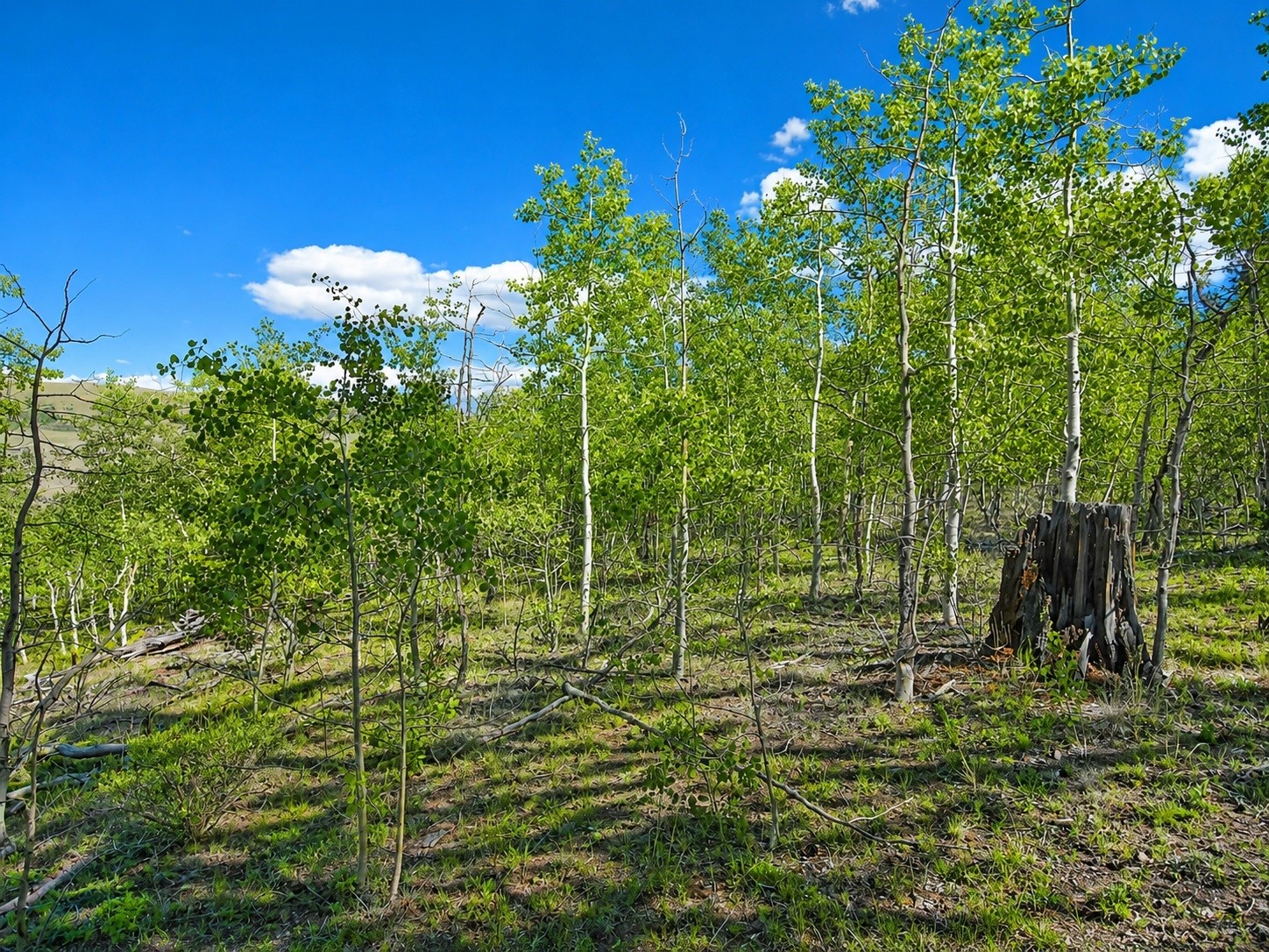 2381 Redhill Road Fairplay, CO 80440 - Photo 6 of 9