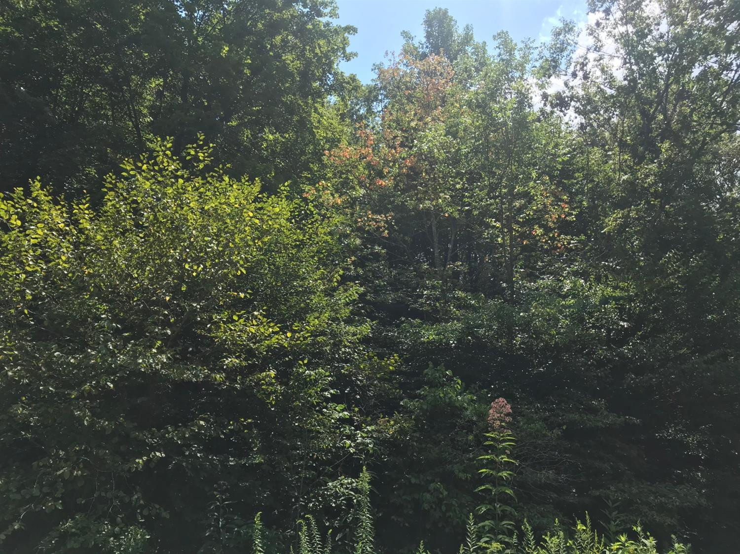 9999 Disappointment Branch Road Green Road, KY 40946 - Photo 1 of 14 Photo 1