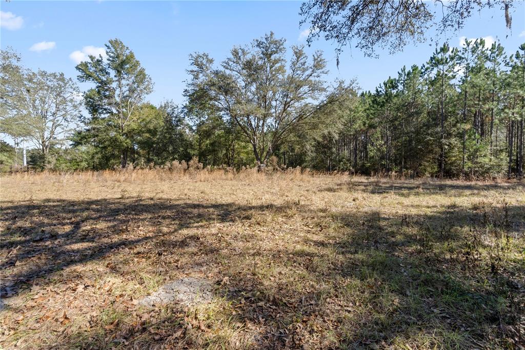 14109 Southwest 134th Avenue Archer, FL 32618 - Photo 5 of 5 a view of a yard with a tree