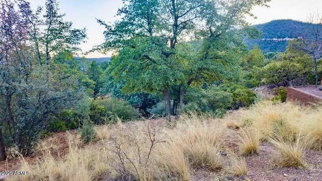 a view of a dry yard with trees