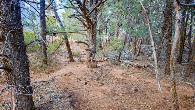 a view of a forest with trees