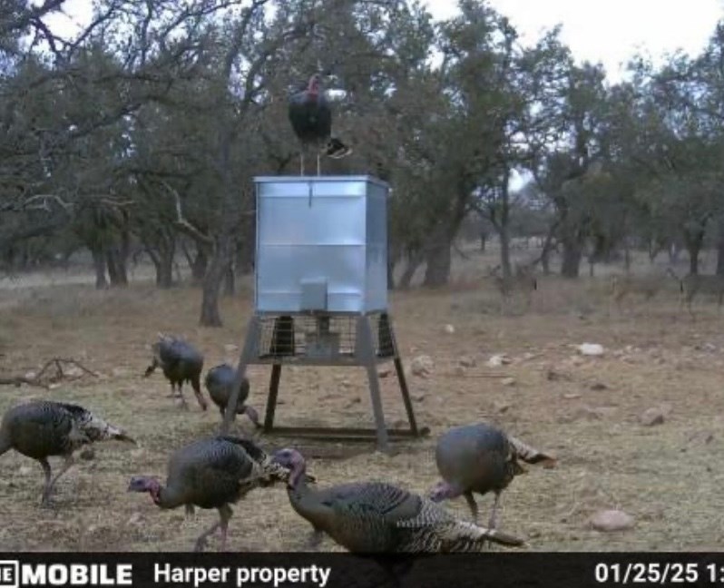 0 Stevens Ranch Road Harper, TX 78631 - Photo 29 of 31 a view of a backyard of the house