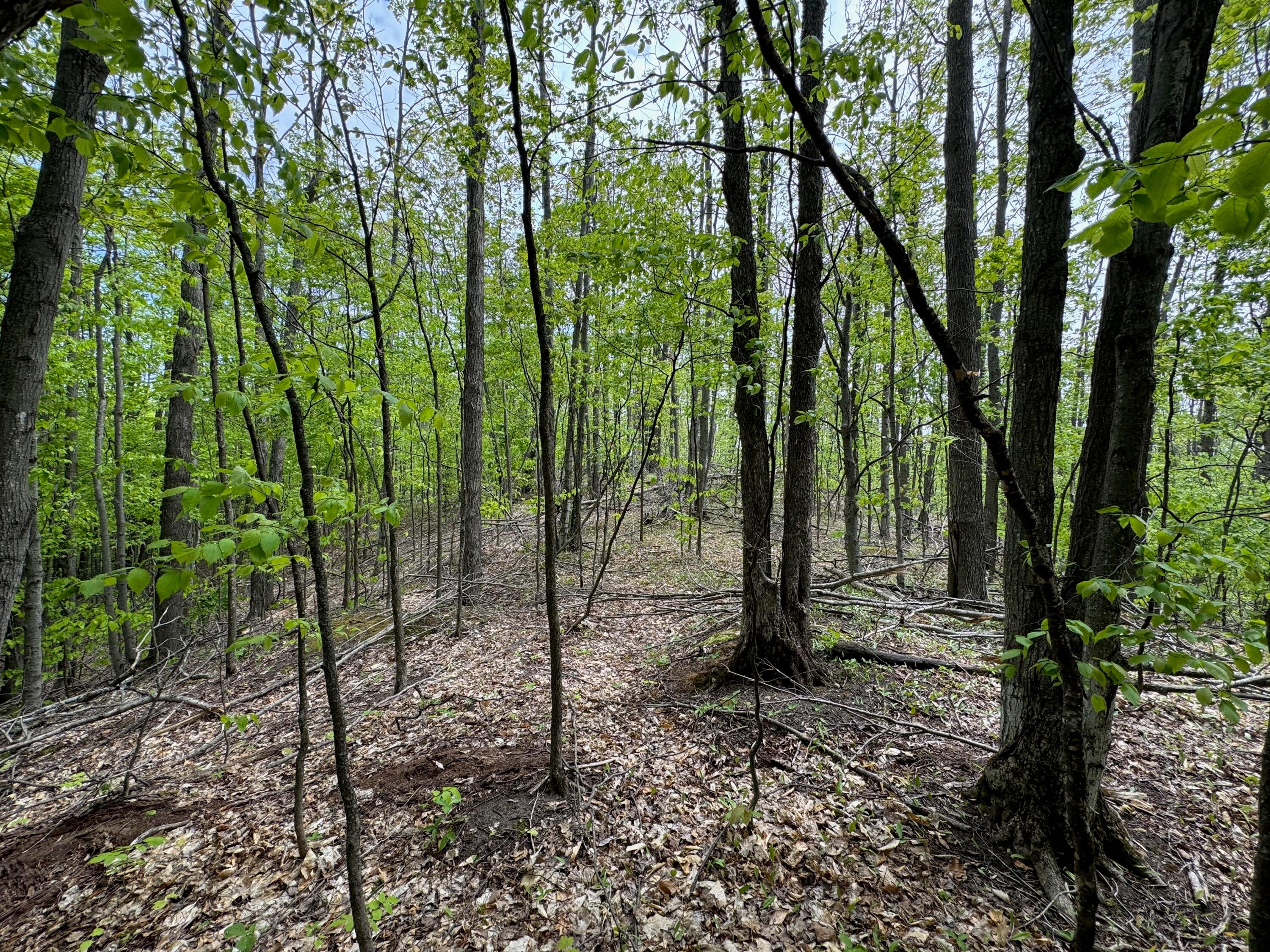 568 East Alexander Road Vanderbilt, MI 49795 - Photo 34 of 53 Gallery Image 34