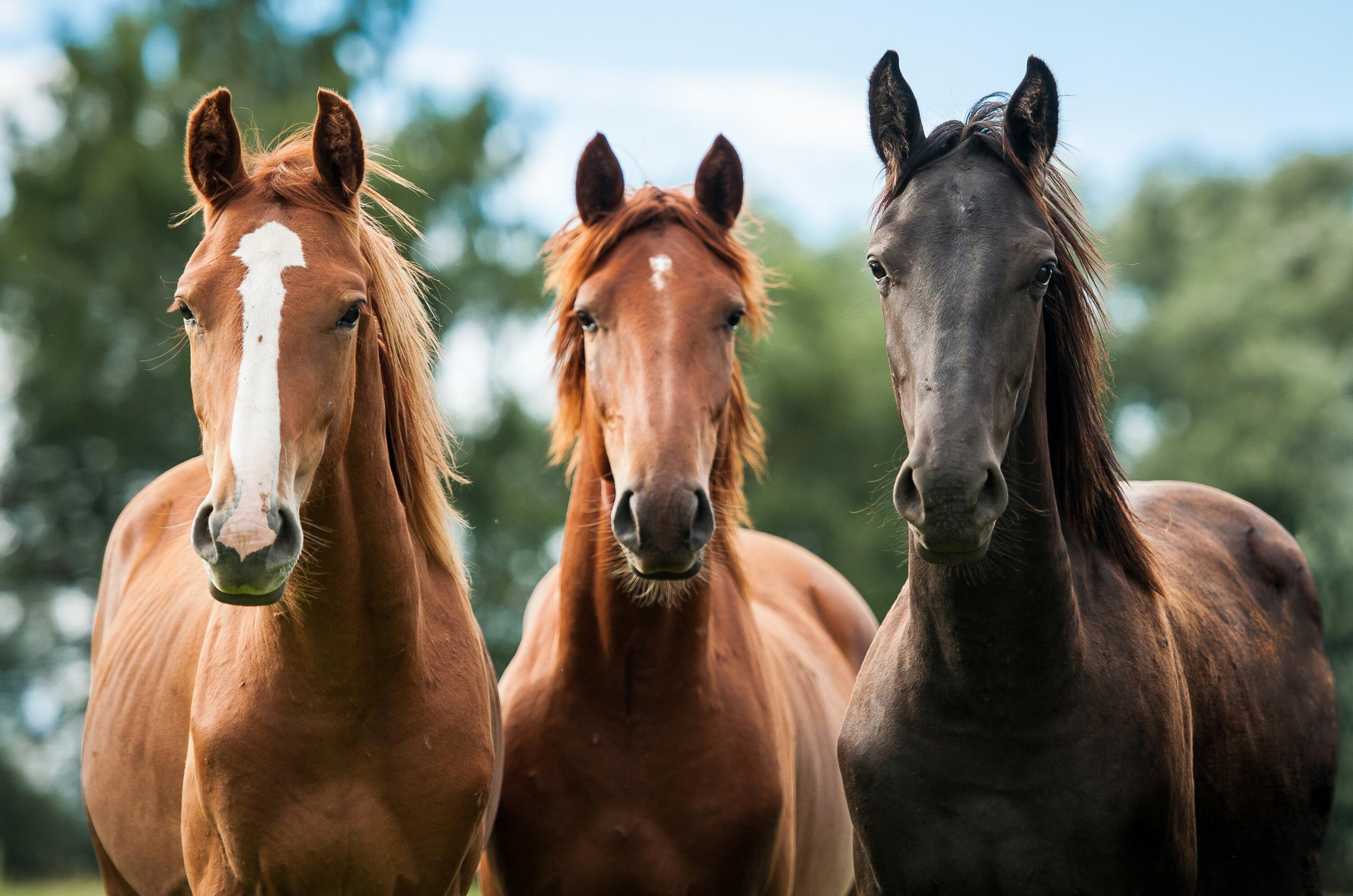 62227 Powell Butte Road Bend, OR 97701 - Photo 62 of 63 horses-1636294511866-5727