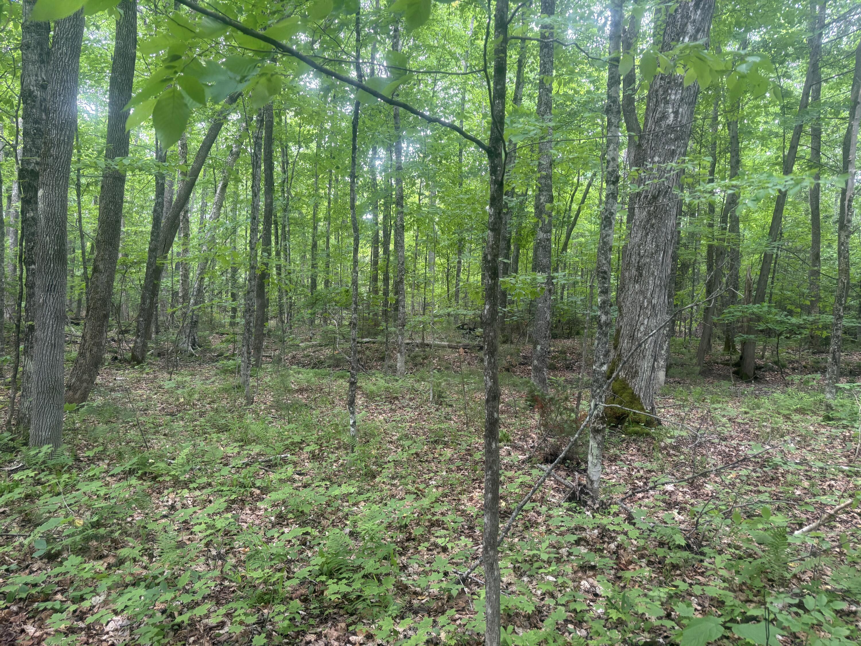 0 Stream Road Moscow, ME 04920 - Photo 5 of 6 IMG_3788