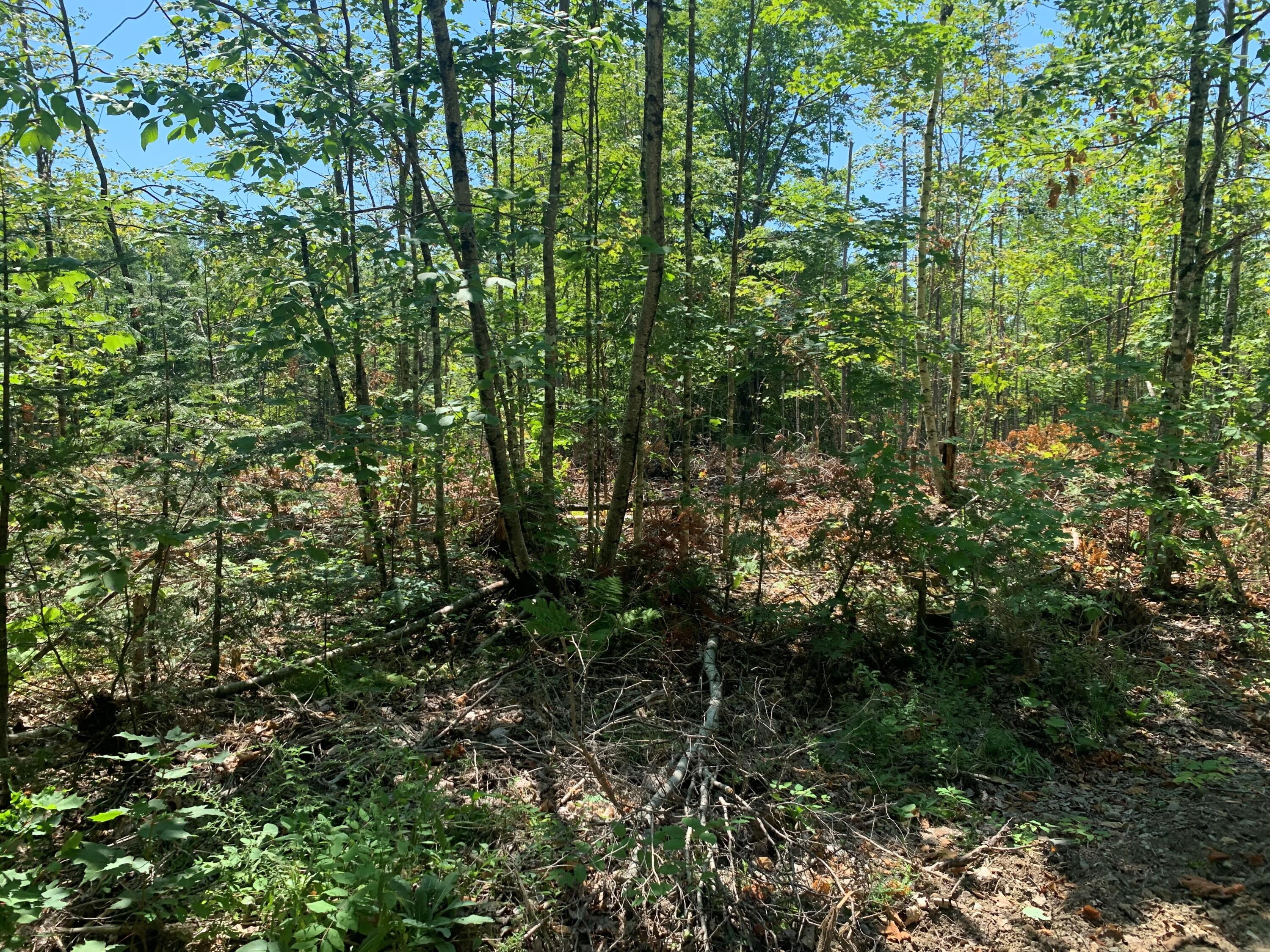 0 Bartlett Bog Road Springfield, ME 04487 - Photo 3 of 13 MLS3