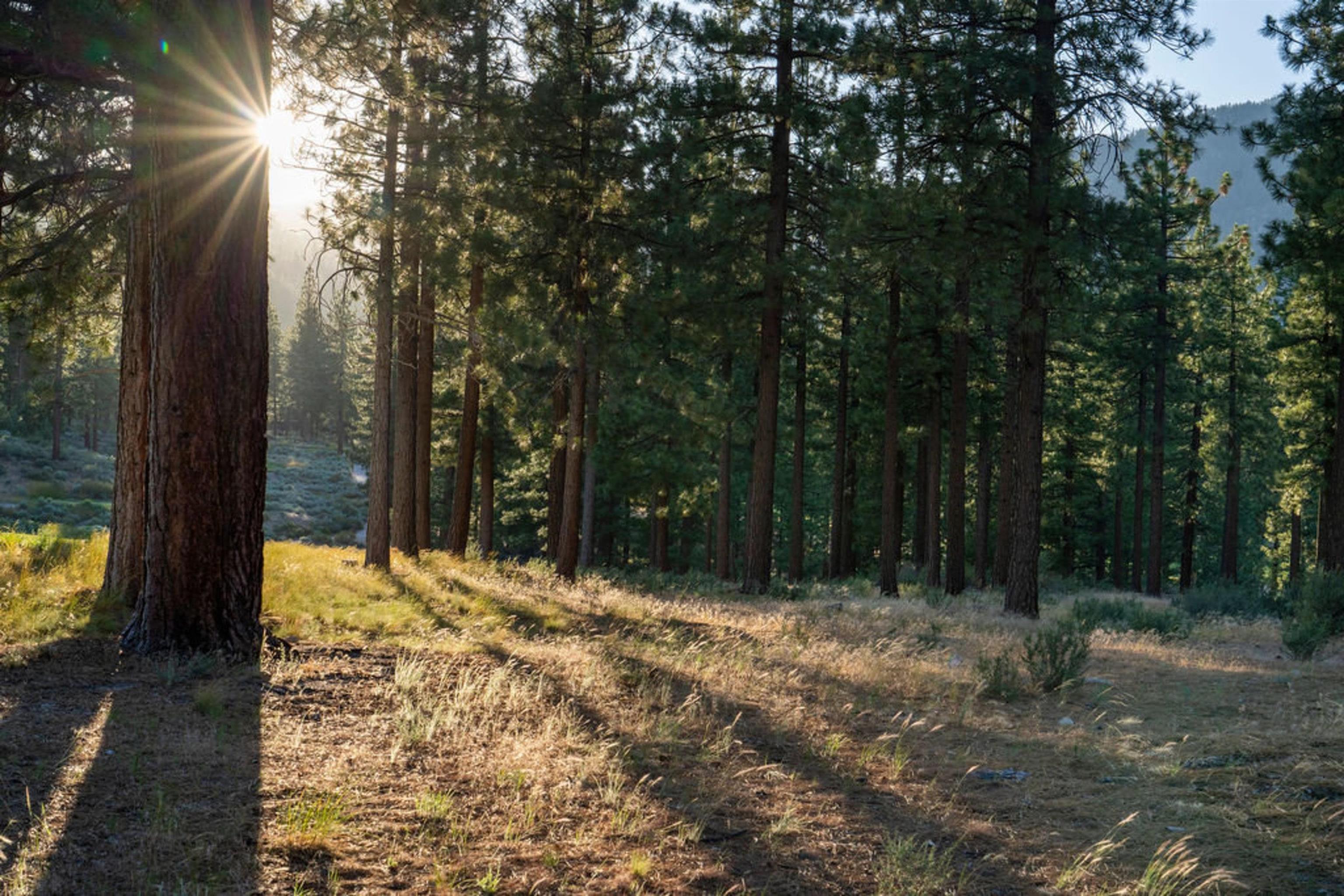 191 Cartwright Court Carson City, NV 89705 - Photo 16 of 28 a view of a yard with large trees