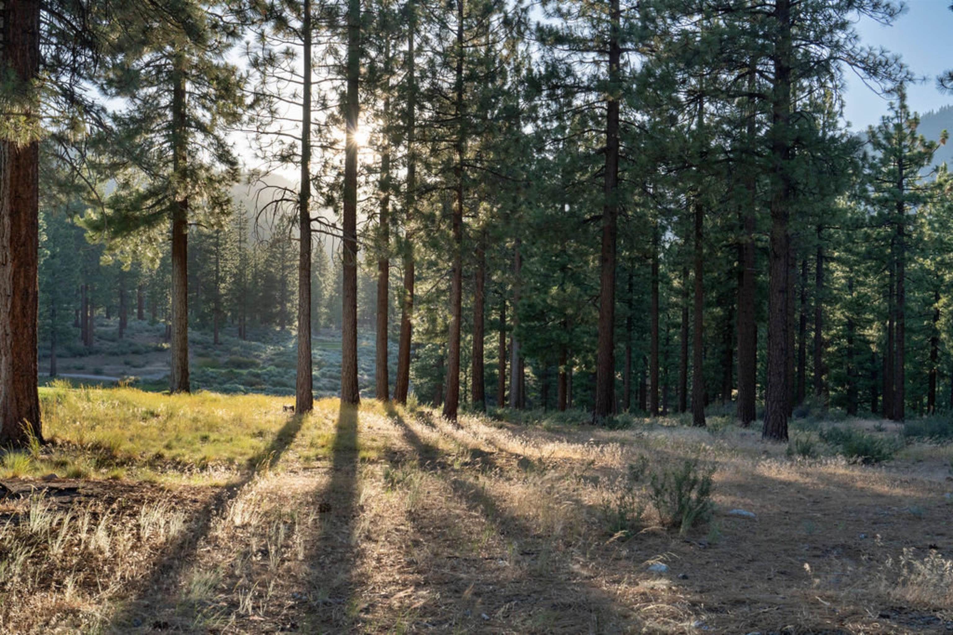 191 Cartwright Court Carson City, NV 89705 - Photo 19 of 28 a view of backyard with tree