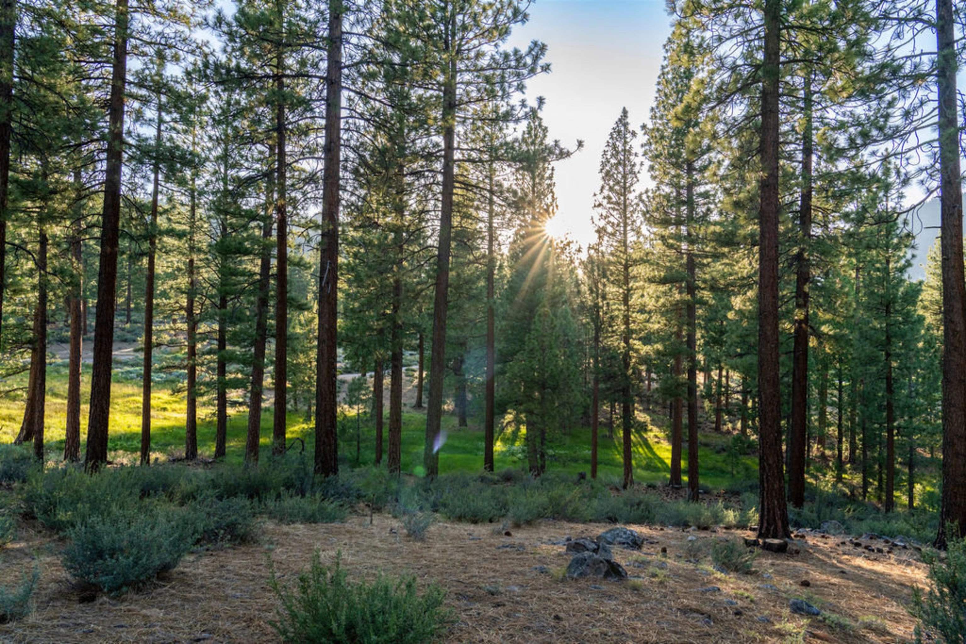 191 Cartwright Court Carson City, NV 89705 - Photo 26 of 28 a view of a park that has large trees