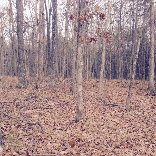 20 Lamontville Road Calhoun, TN 37309 - Photo 1 of 1 Haney Farm