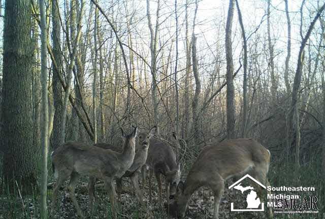 10146 Strasburg Road Erie, MI 48133 - Photo 5 of 6 Gallery Image 5