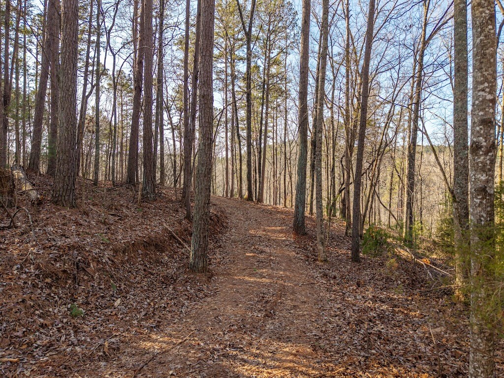 1665 Hunter Drive Ranger, GA 30734 - Photo 3 of 18 a view of a yard with large trees