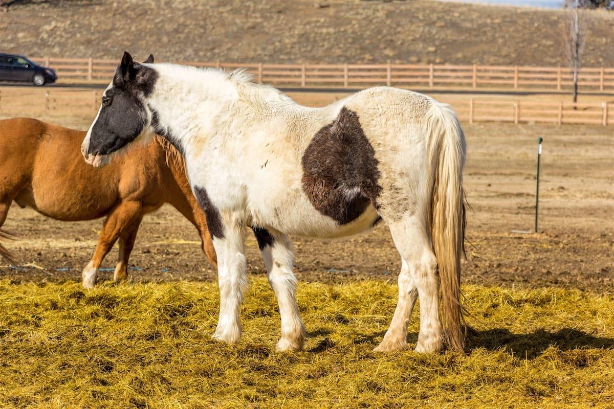 16779 Southwest Brasada Rnch Road, Unit 44 Powell Butte, OR 97753 - Photo 33 of 33 brasada rescue horses