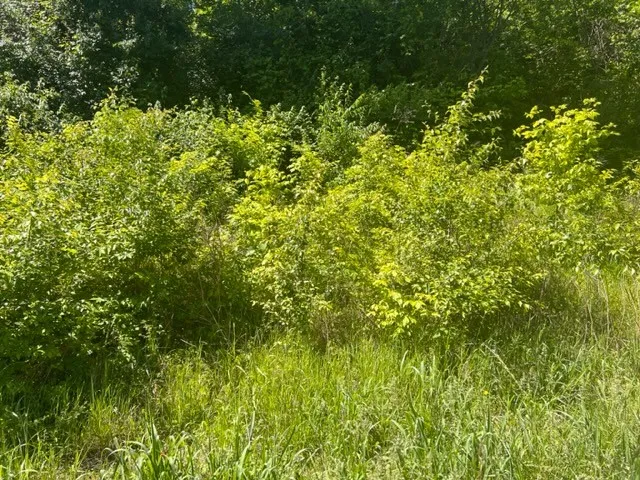 a view of a lush green forest