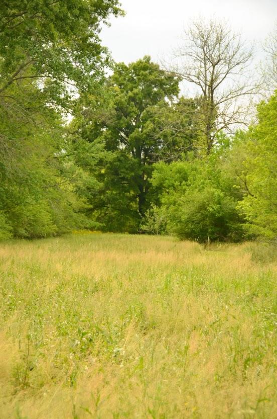 2735 Patterson Road Southeast Cleveland, TN 37323 - Photo 45 of 59 DSC_5332