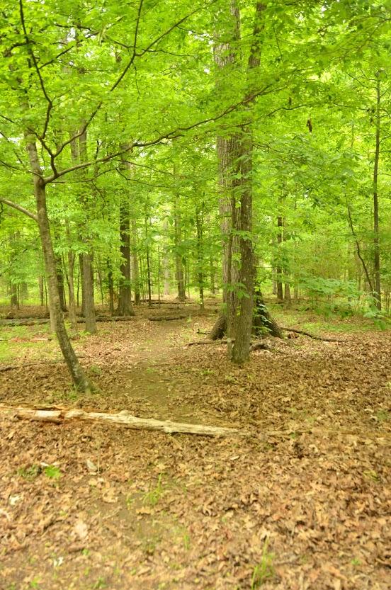 2735 Patterson Road Southeast Cleveland, TN 37323 - Photo 47 of 59 DSC_5337