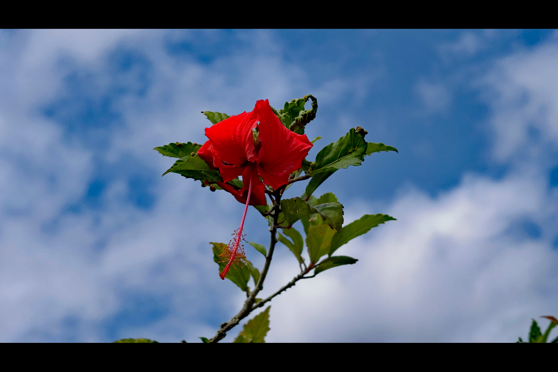 2444 Uhini Ana Road Mountain View, HI 96771 - Photo 5 of 27 a picture of a tree