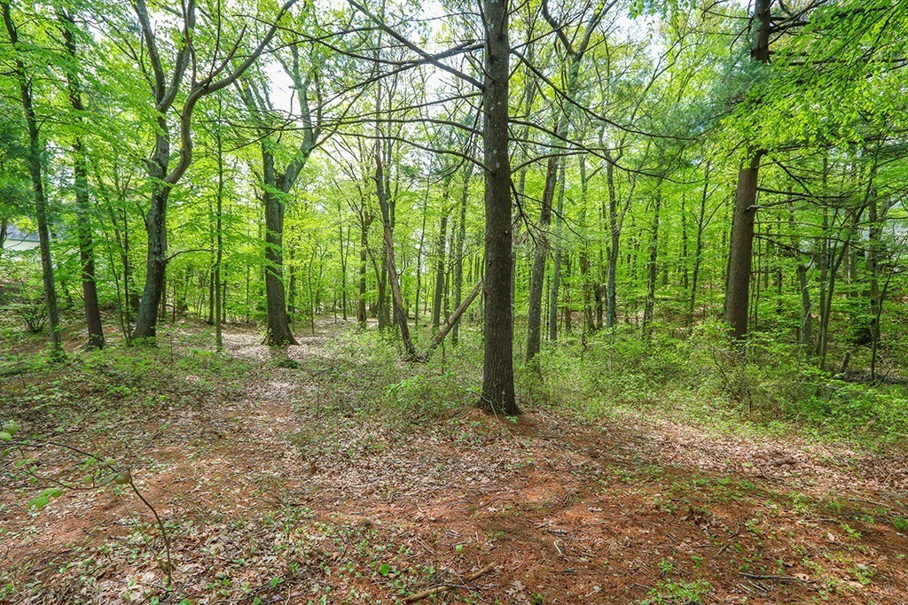 161 Meadowbrook Road Dedham, MA 02026 - Photo 11 of 23 Gallery Image 11