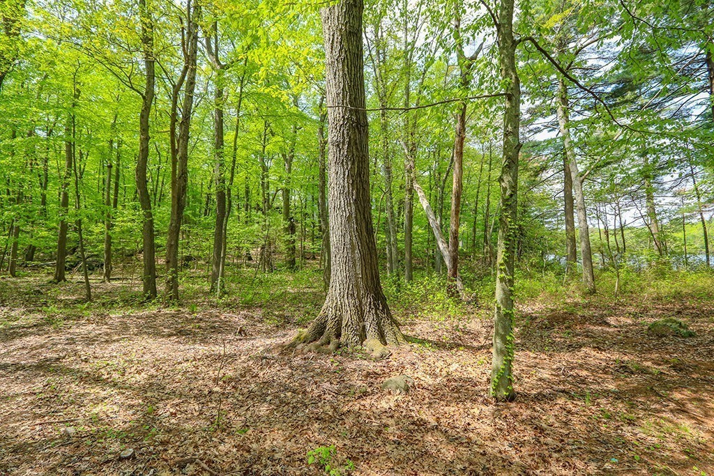 161 Meadowbrook Road Dedham, MA 02026 - Photo 15 of 23 Gallery Image 15