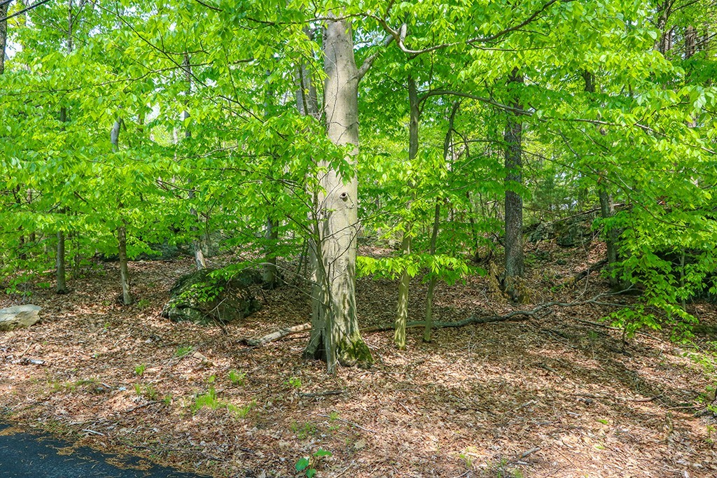 161 Meadowbrook Road Dedham, MA 02026 - Photo 20 of 23 Gallery Image 20