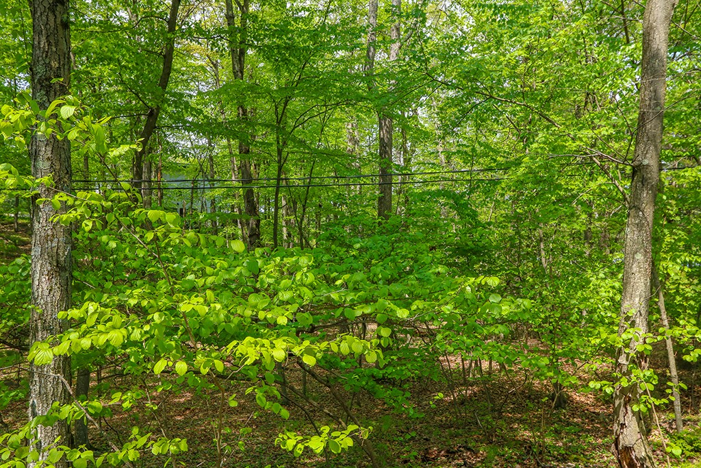 161 Meadowbrook Road Dedham, MA 02026 - Photo 23 of 23 Gallery Image 23