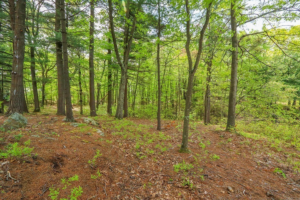 161 Meadowbrook Road Dedham, MA 02026 - Photo 10 of 23 Gallery Image 10