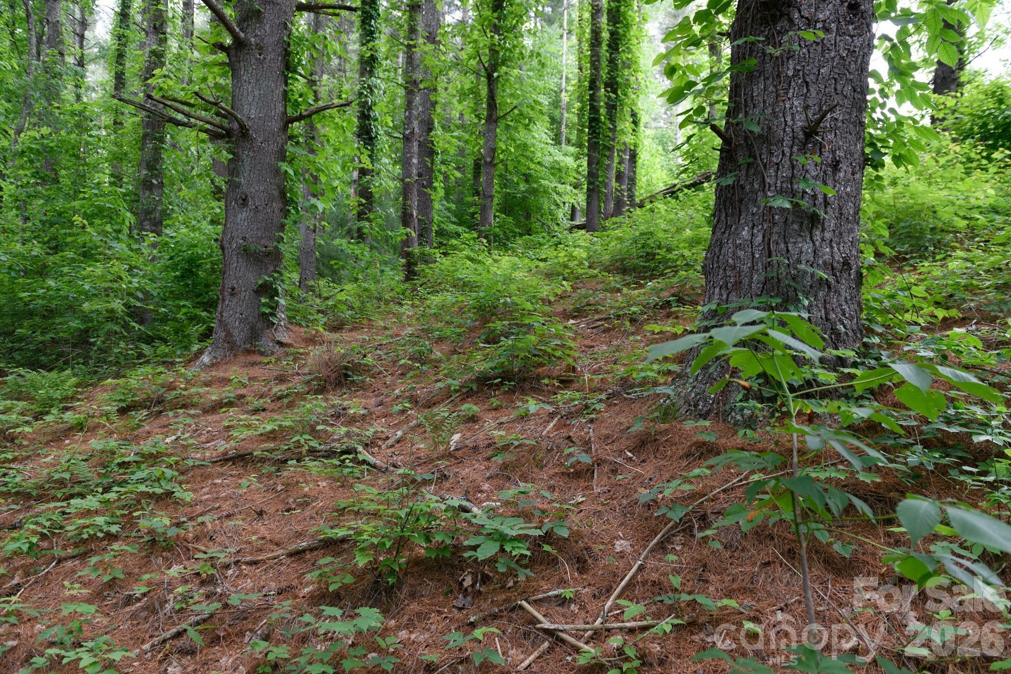Tbd Tbd Sycamore Road Vilas, NC 28692 - Photo 25 of 38