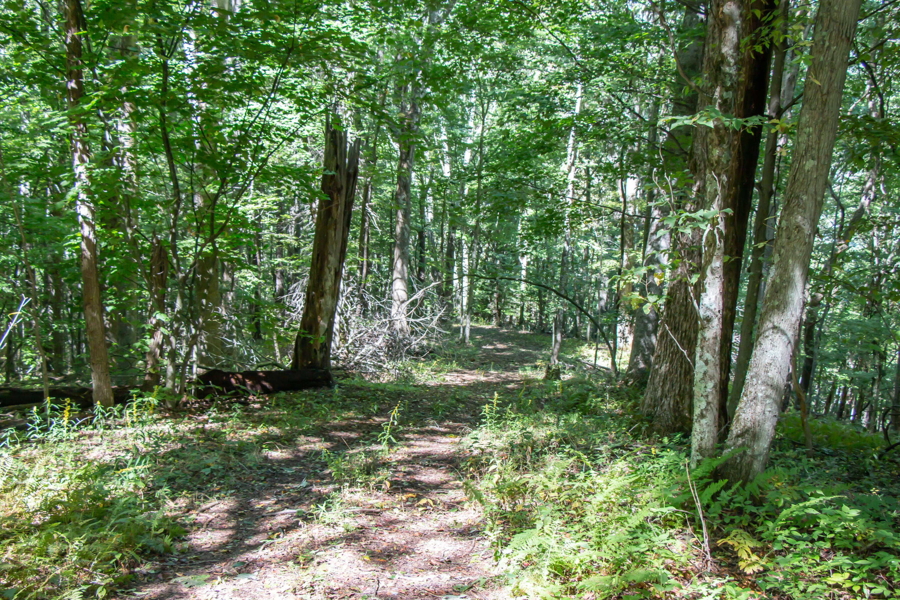Tbd Rhymer Road, Unit 9 Damascus, VA 24236 - Photo 3 of 10 13.37 Acres - Rhymer Road, Damascus, VA