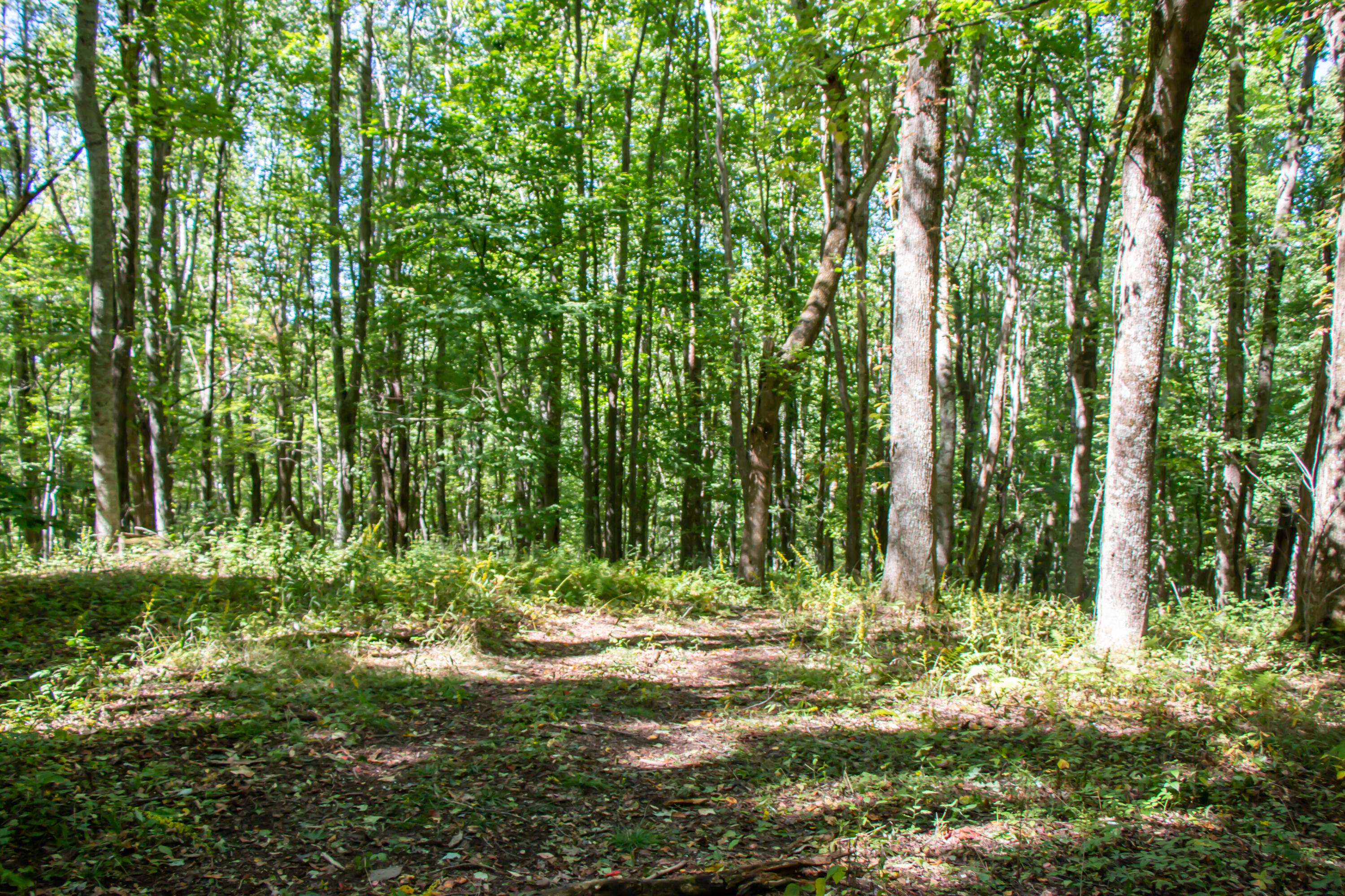 Tbd Rhymer Road, Unit 9 Damascus, VA 24236 - Photo 4 of 10 13.37 Acres - Rhymer Road, Damascus, VA