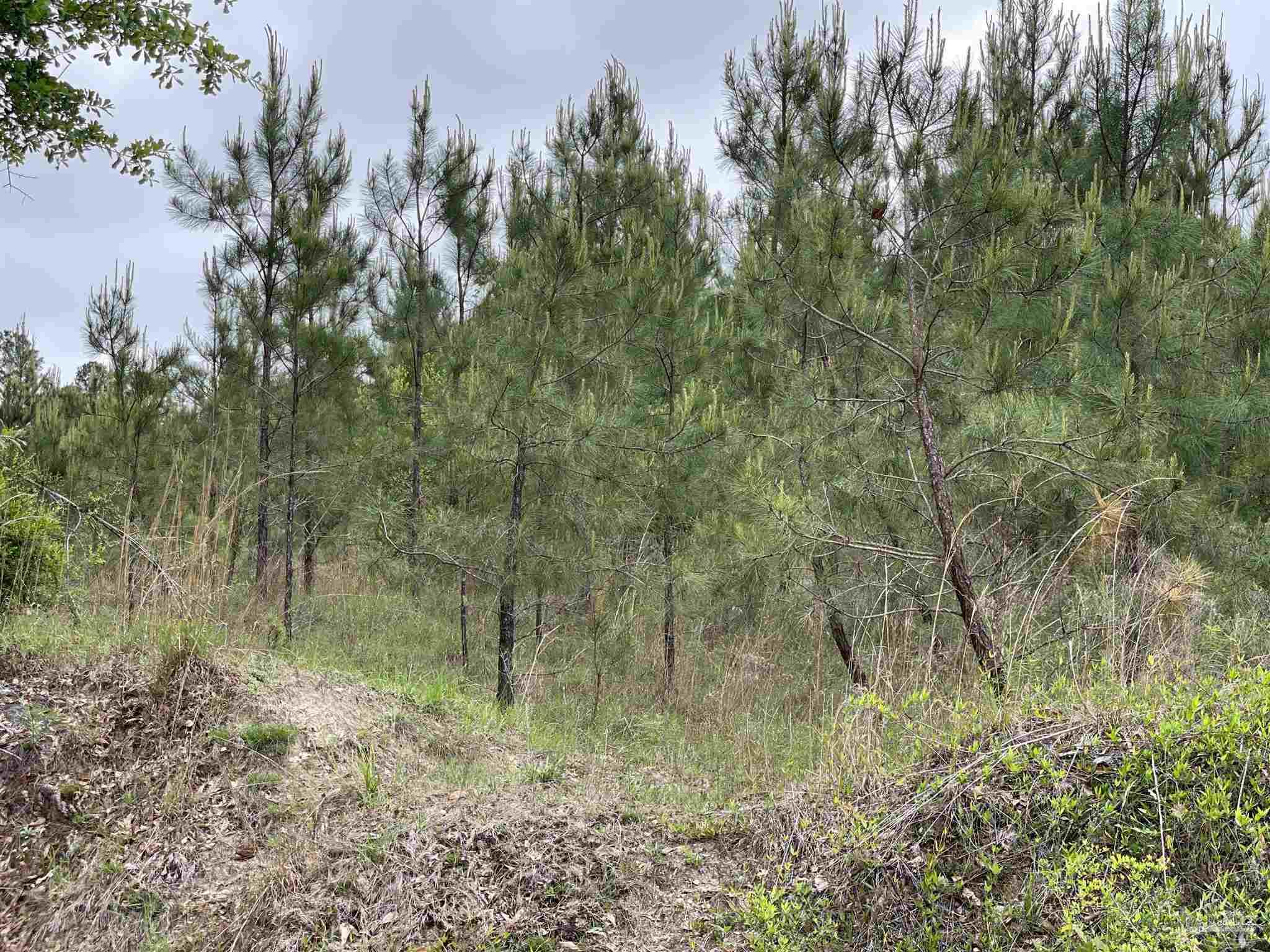 L Upper Creek Road Flomaton, AL 36441 - Photo 6 of 6