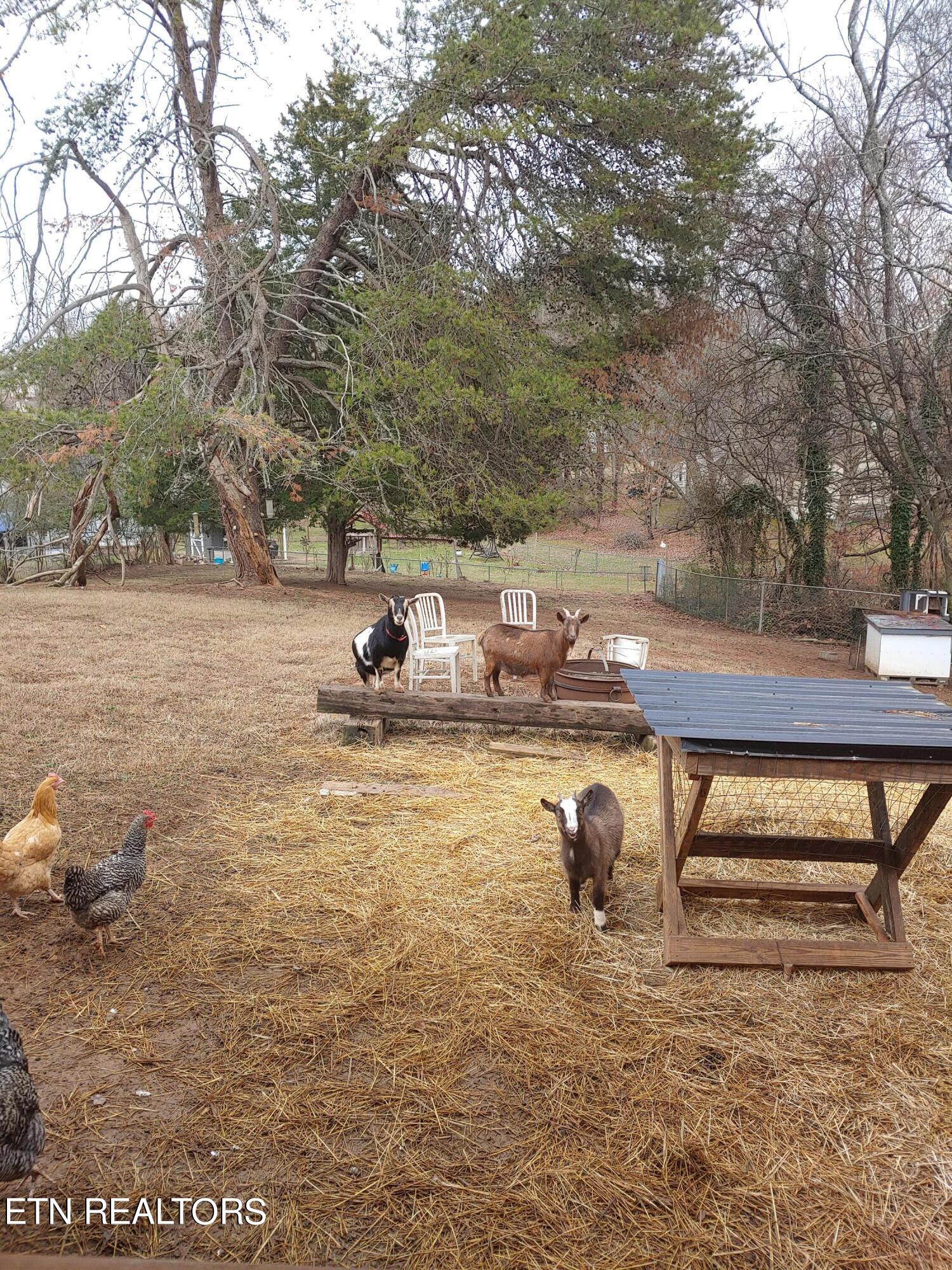 2022 Cecil Johnson Road Knoxville, TN 37921 - Photo 19 of 19 Back Yard Pets