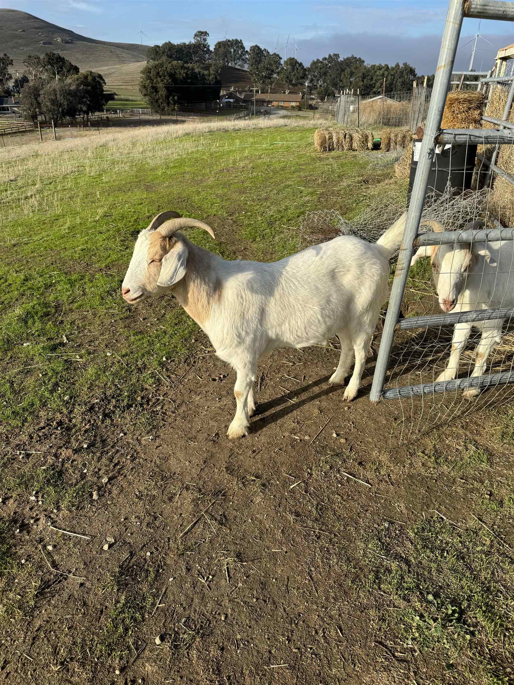 3326 Dyer Road Livermore, CA 94551 - Photo 39 of 46