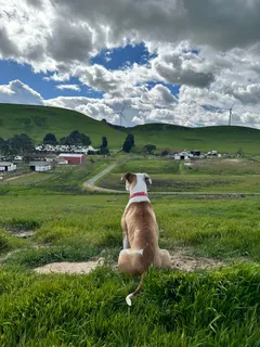 $1,599,000 | 3326 Dyer Road, Livermore, CA 94551