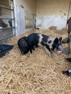 a view of swimming pool with a garden and seating area