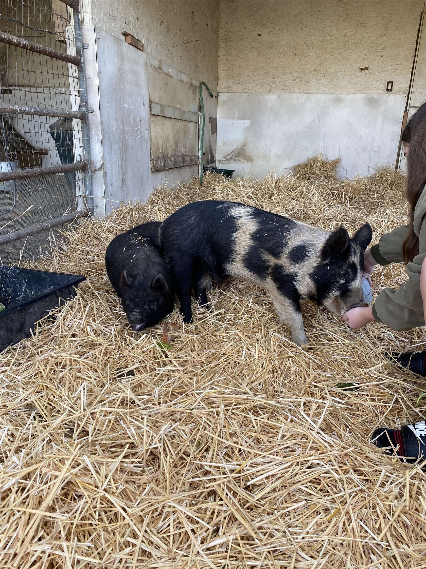 3326 Dyer Road Livermore, CA 94551 - Photo 6 of 46