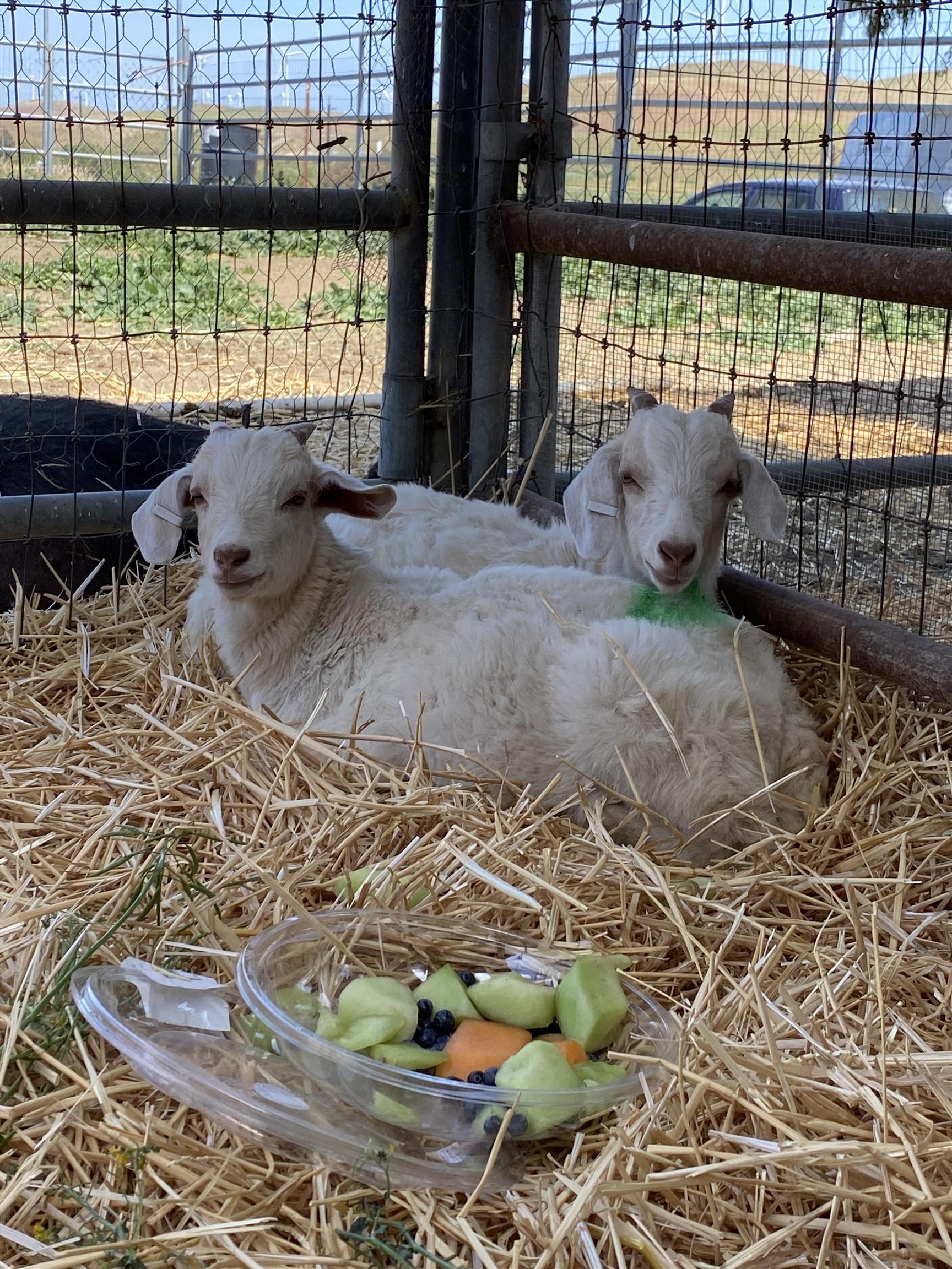 3326 Dyer Road Livermore, CA 94551 - Photo 7 of 46