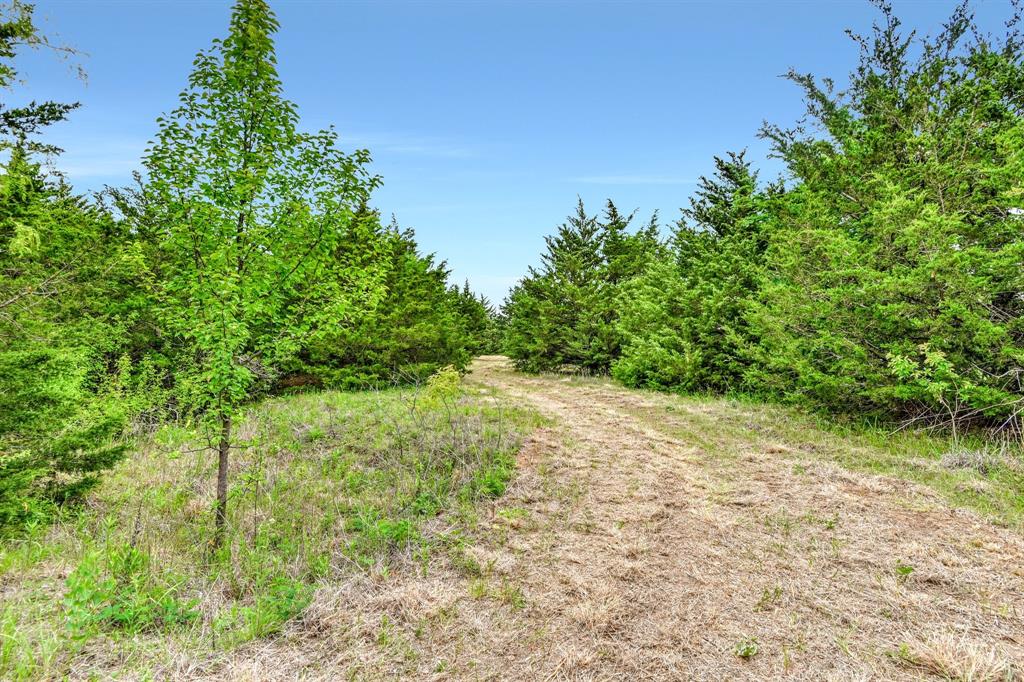 a view of a yard with a tree