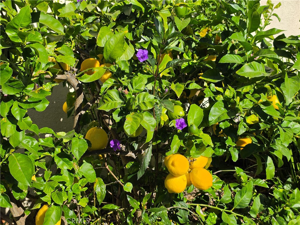 11541 Donovan Road Rossmoor, CA 90720 - Photo 110 of 113 Lemon tree