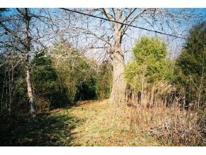0 Sinking Springs Road, Unit 6 Midway, TN 37809 - Photo 1 of 6 Photo 1