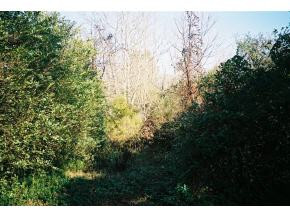 0 Sinking Springs Road, Unit 6 Midway, TN 37809 - Photo 4 of 6 Photo 4