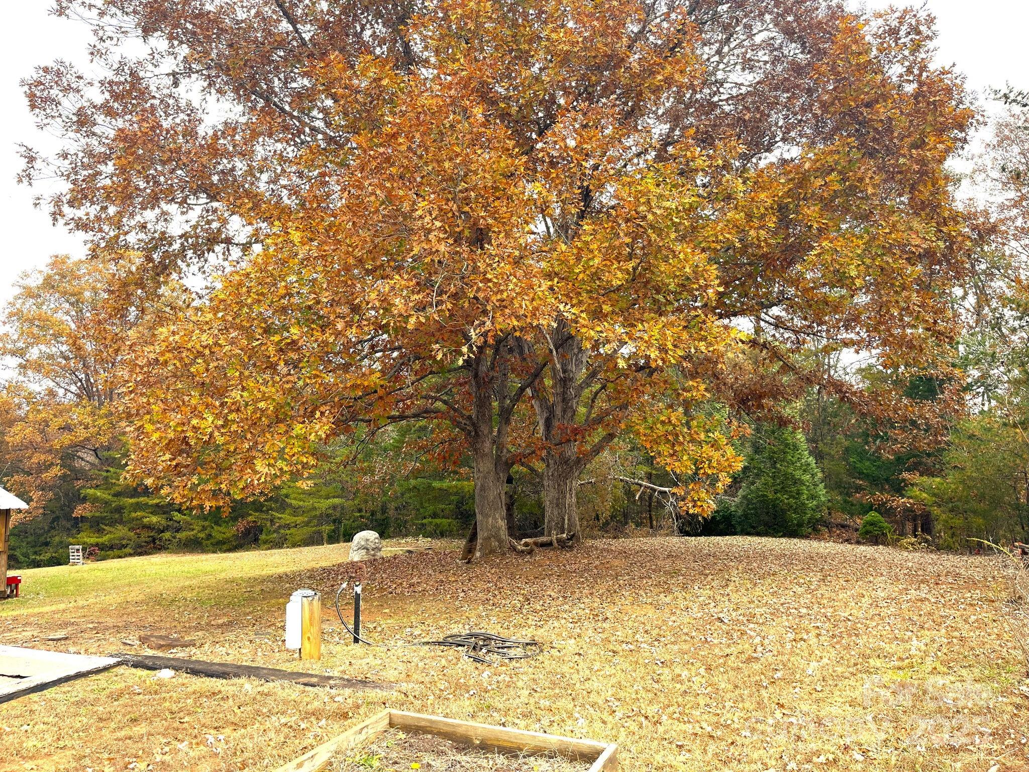 557 Emerald Parkway Rutherfordton, NC 28139 - Photo 42 of 48 a view of a yard with an trees