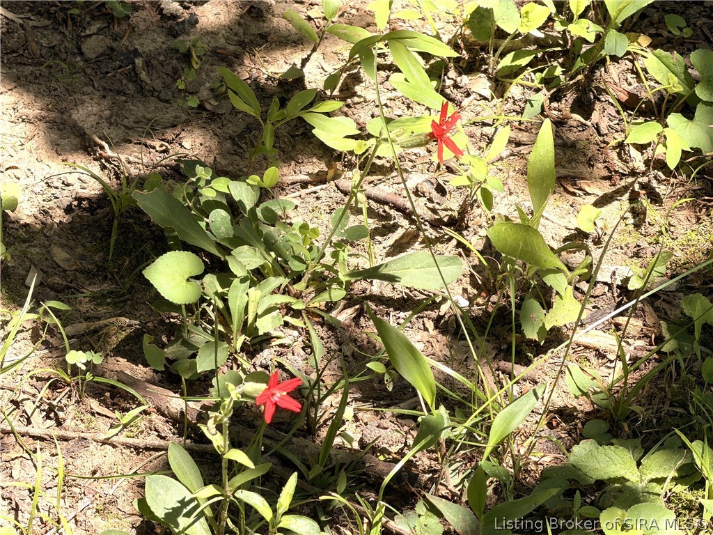 7480 Triplett Road Rome, IN 47574 - Photo 9 of 40 Native wildflower - Scarlet Catchfly