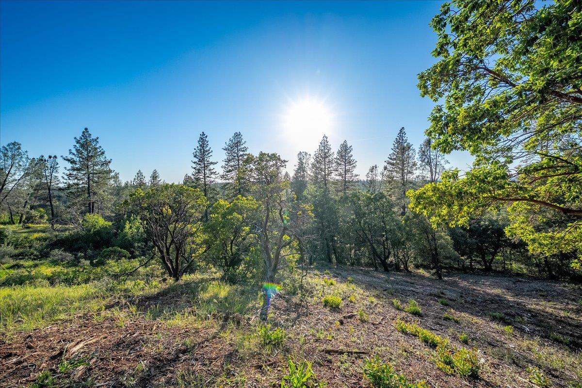 6880 Wentworth Springs Road Georgetown, CA 95634 - Photo 22 of 22 a view of a yard with a tree