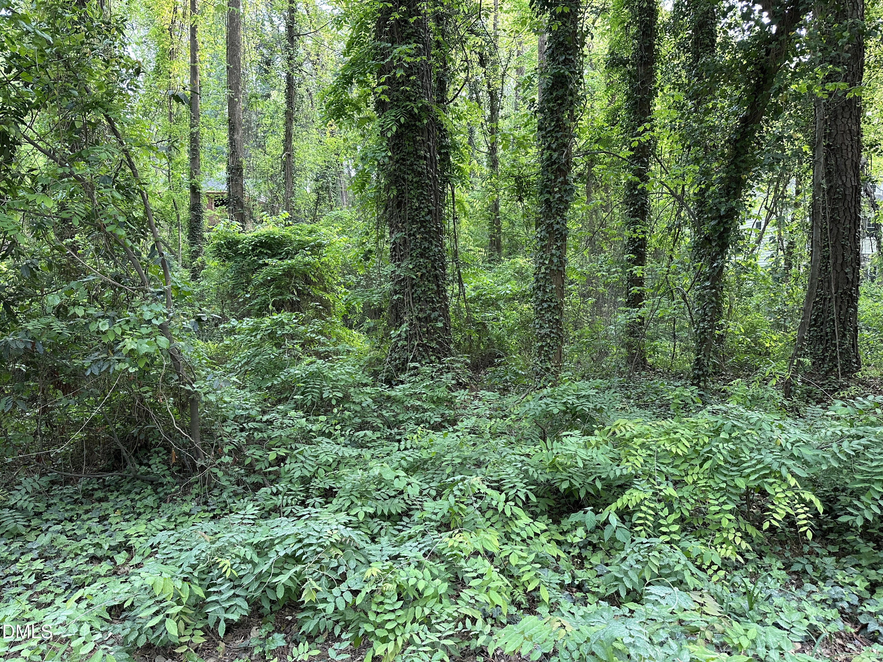 1308 Onslow Road Raleigh, NC 27606 - Photo 6 of 6 a view of a lush green forest