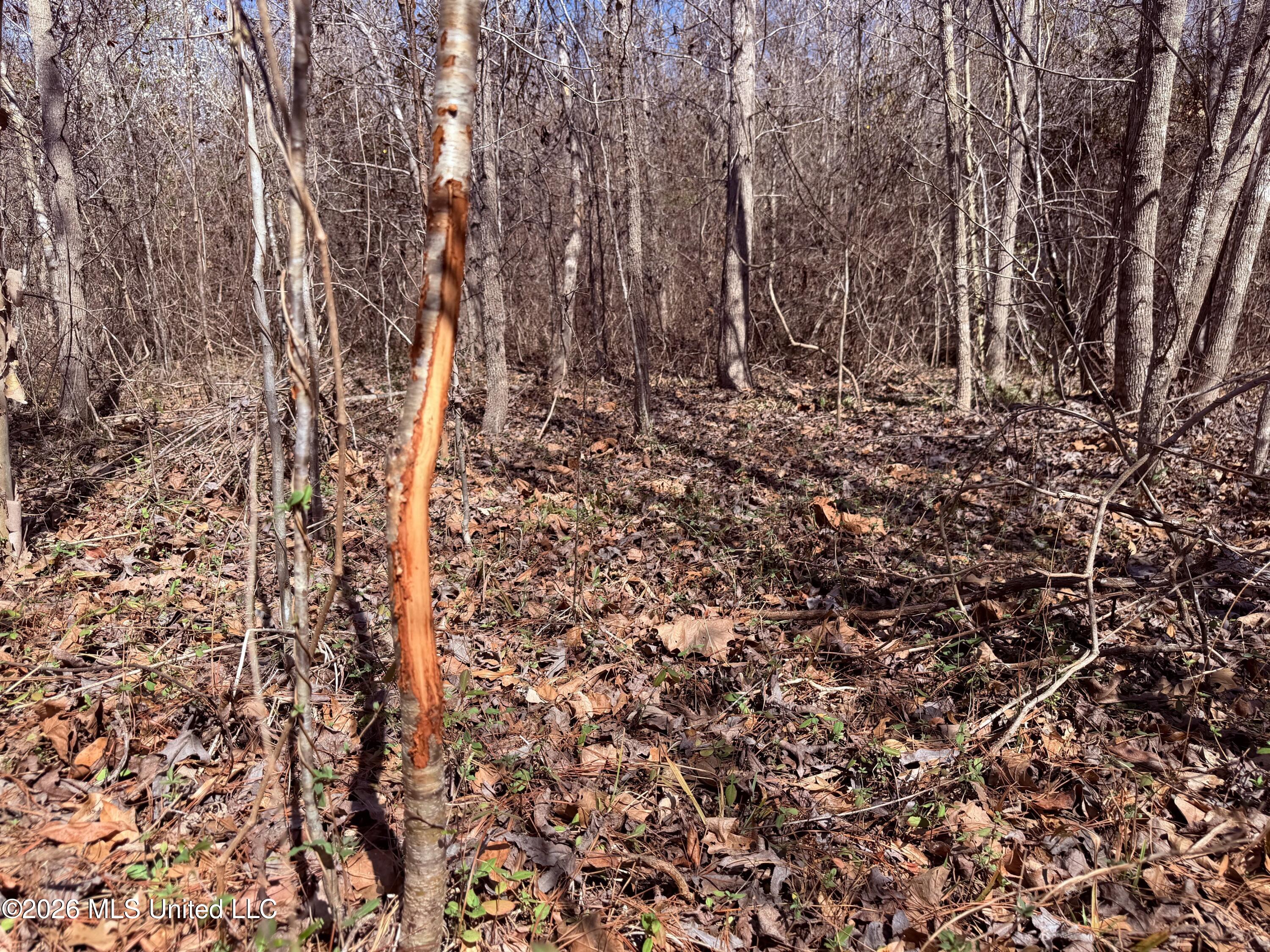 0 Morrison Road Utica, MS 39175 - Photo 6 of 16 6.