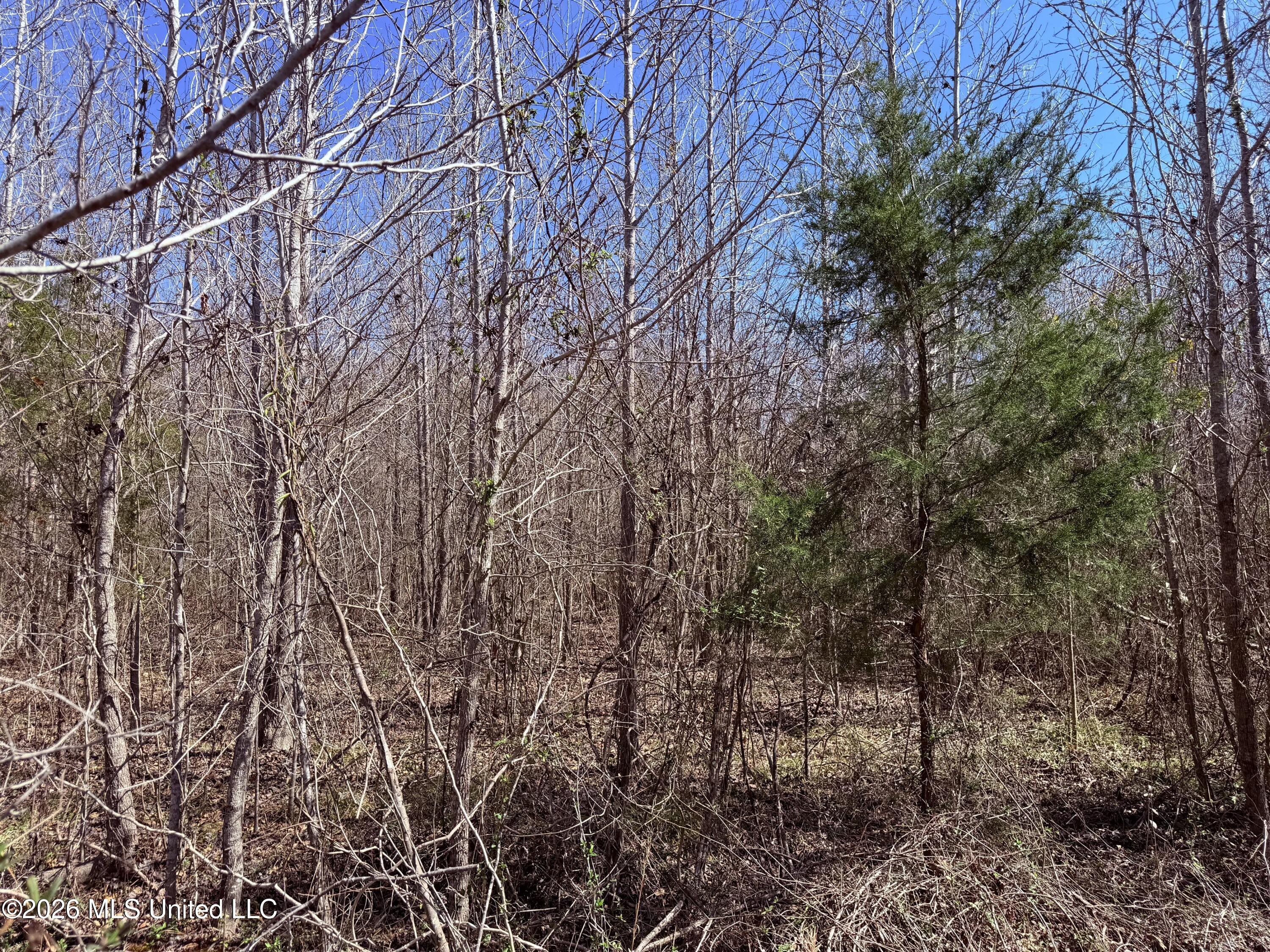 0 Morrison Road Utica, MS 39175 - Photo 7 of 16 6